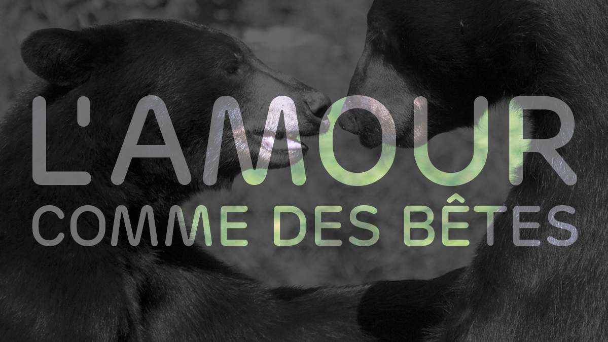 Titre - L'amour comme des bêtes'